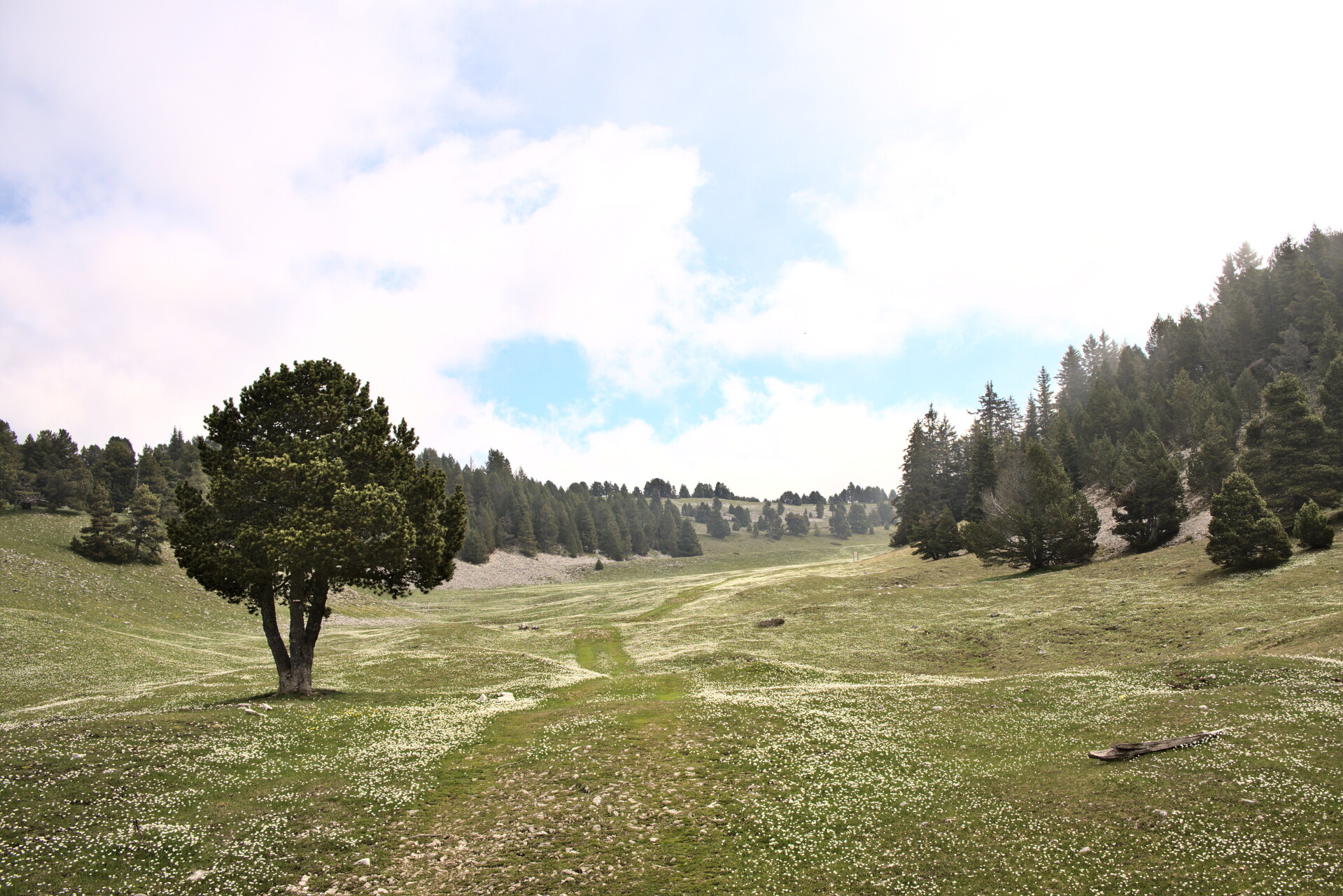 Easy-angled alpine pasture on the Hauts-Plateaux du Vercors