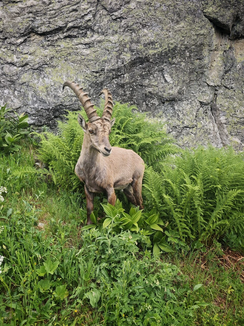 A male ibex in the ferns, a few metres off the path