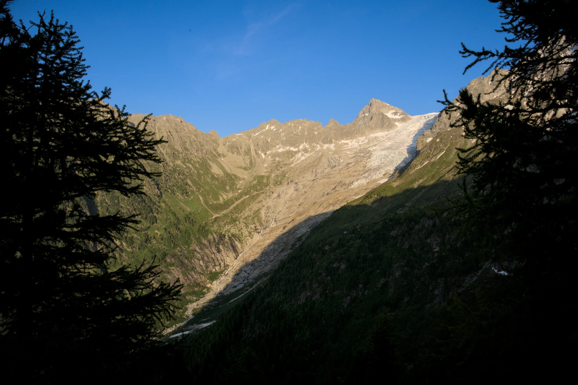 Spruce silhouettes and glaciated summits from above the Col de Balme