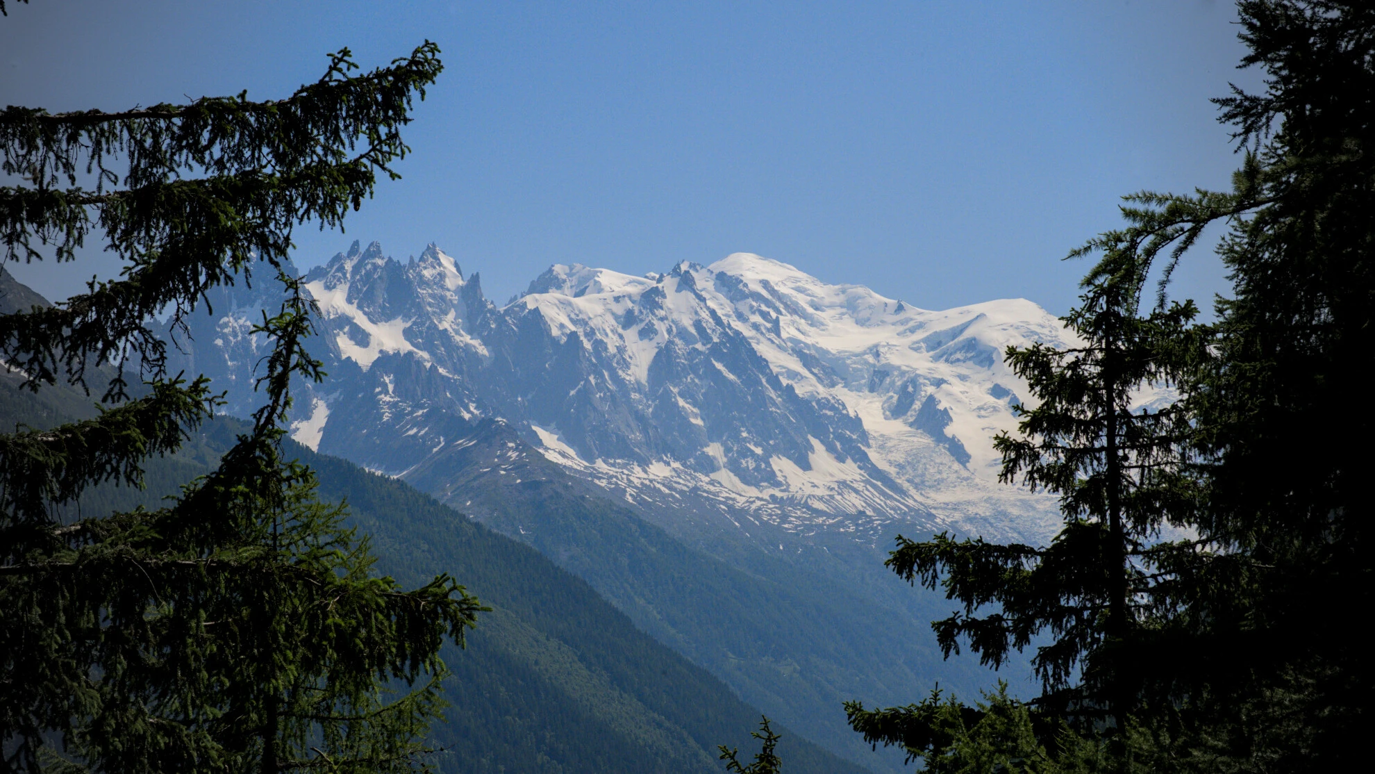 The Mont-Blanc massif glimpsed through spruce trees on the Grand Balcon Sud