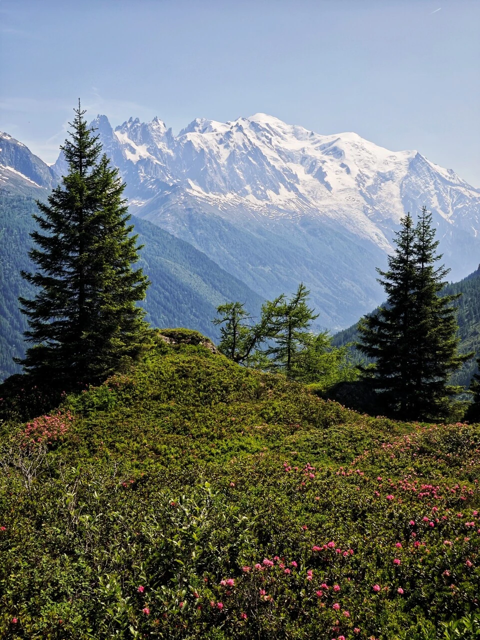 Rhododendrons flowering on the Grand Balcon Sud