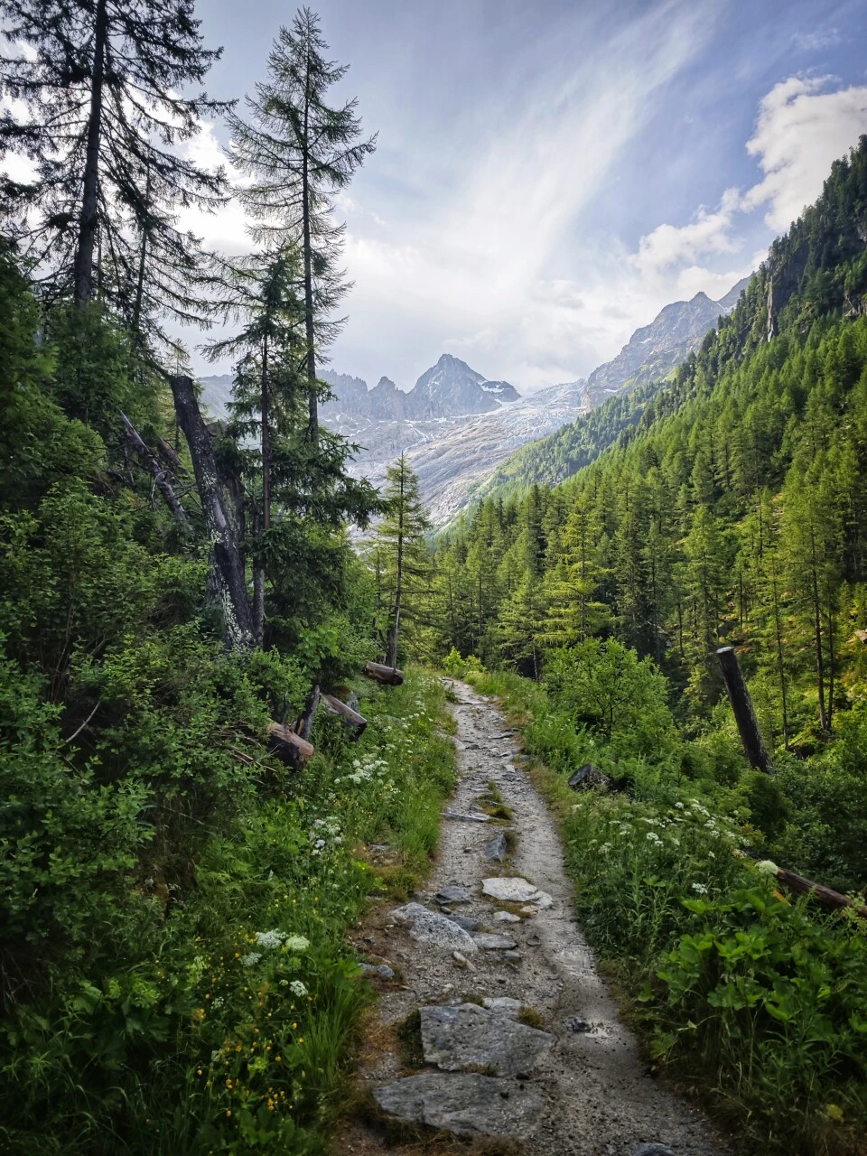 Path through the larch forest descending toward the Glacier du Trient