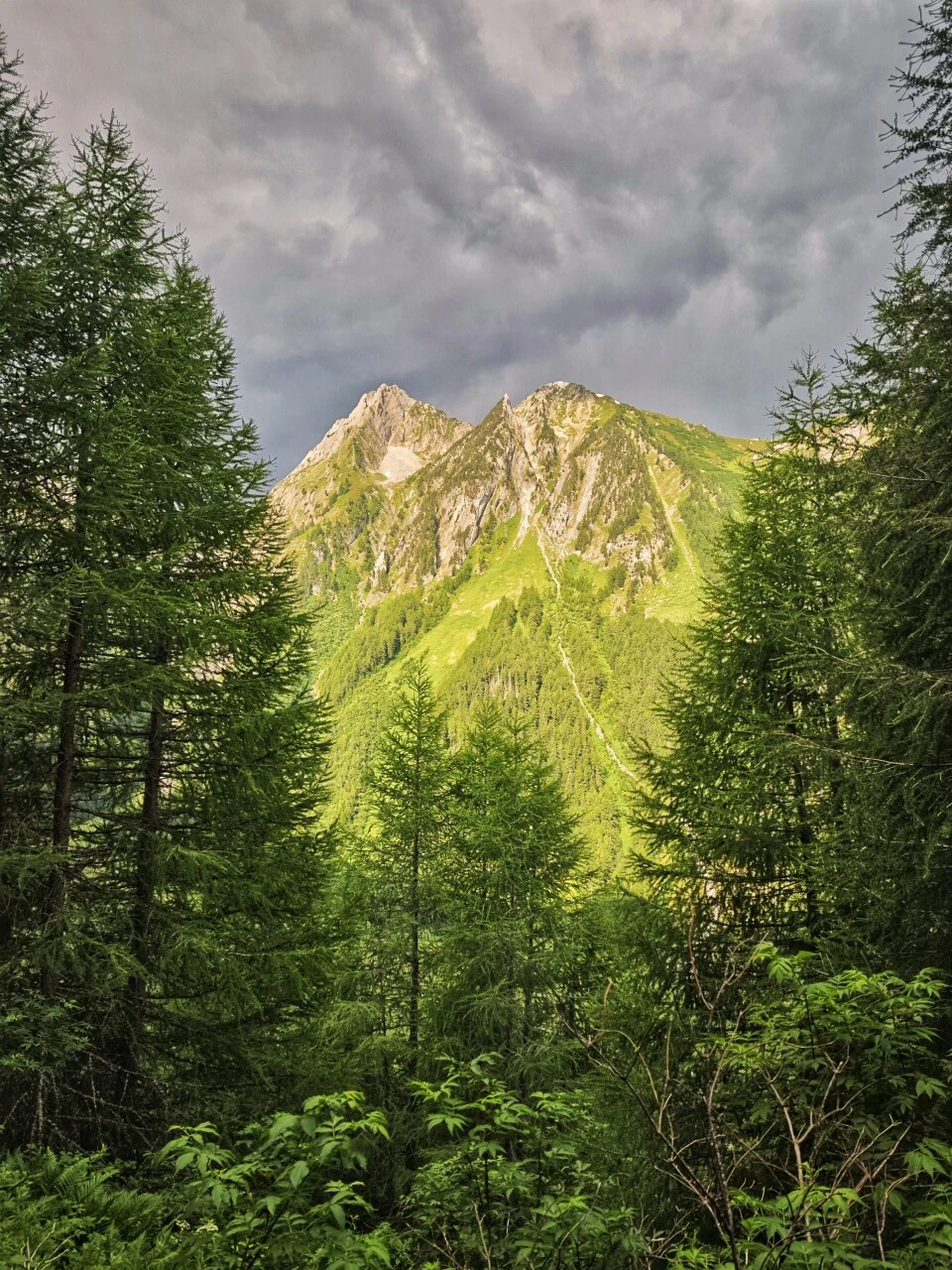 Ascending through the larch trees above Trient