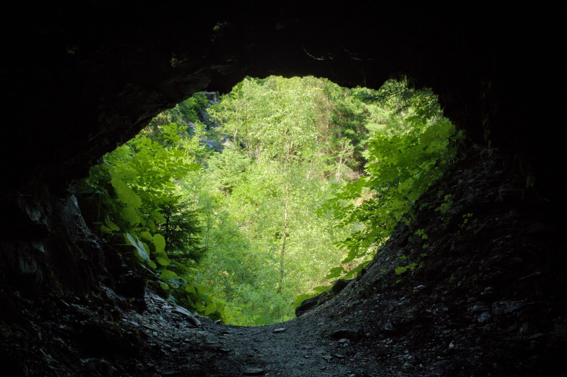 Forest canopy on the arrival trail to Champex
