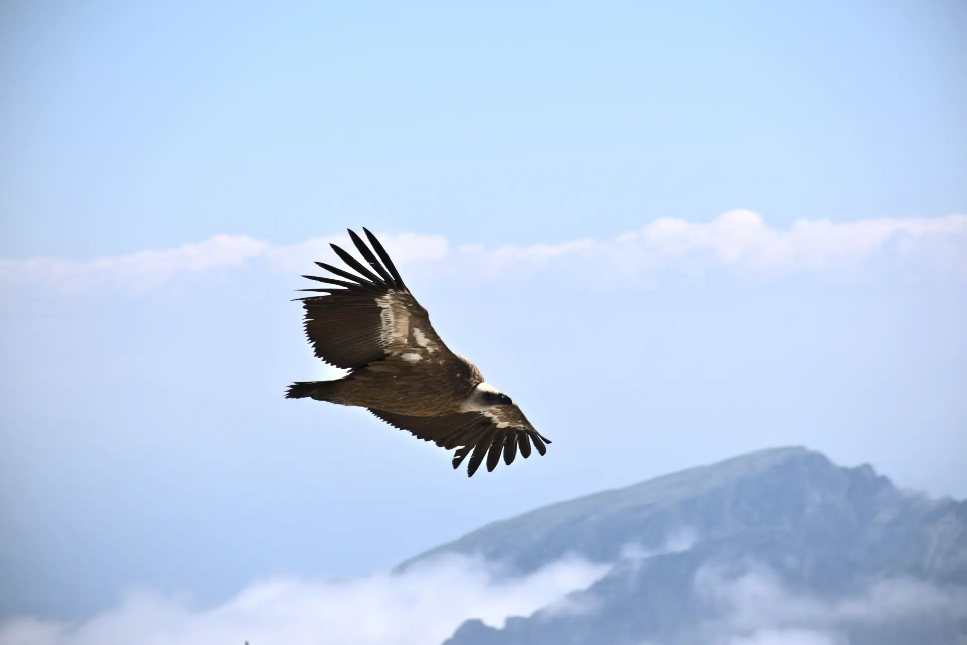 Griffon vulture in flight